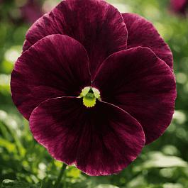 Виола рогатая Sorbet XP Rose Blotch