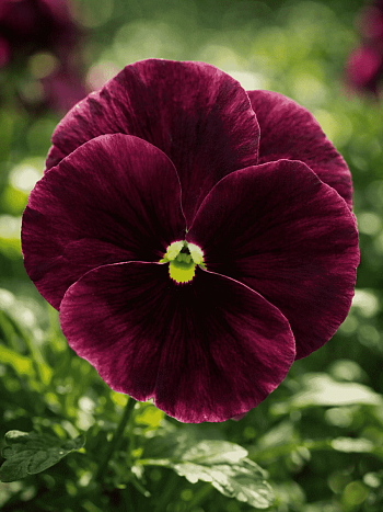 Виола рогатая Sorbet XP Rose Blotch