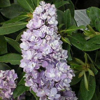 Сирень обыкновенная Максимович