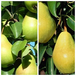 Дерево-сад (3-4х летка) груша 2 сорта Память Жегалова-Детская Дерево-сад (3-4х летка) груша 2 сорта Память Жегалова-Детская