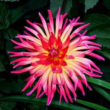 Георгина Полукактусовая Бора-Бора