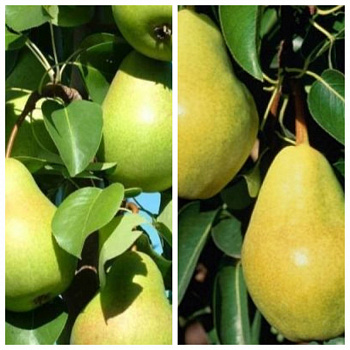 Дерево-сад (3-4х летка) груша 2 сорта Память Жегалова-Детская