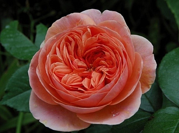 Роза парковая Чиппендейл