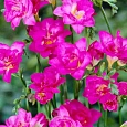 Фрезия Double Pink