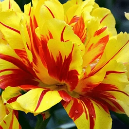 Тюльпан Махровый Monsella