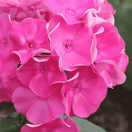 Флокс метельчатый Жюль Сандо