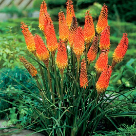 Книфофия гибридная Альказар