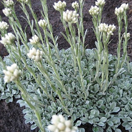 Кошачья лапка (Антеннария двудомная) Томентоза