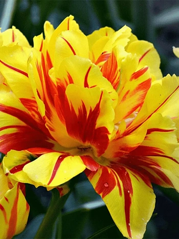 Тюльпан Махровый Monsella