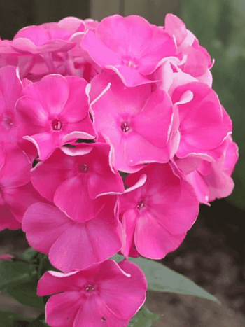 Флокс метельчатый Жюль Сандо