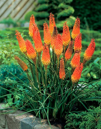 Книфофия гибридная Альказар