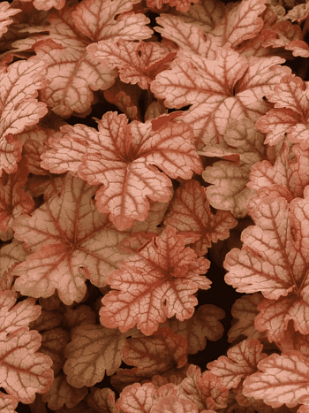 Гейхерелла Honey Rose