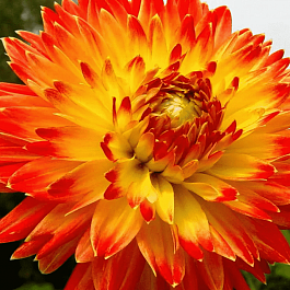 Георгина Procyon