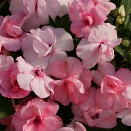 Бальзамин махровый Афина Эппелблоссом