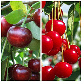 Дерево-сад (5 летка) вишня 2 сорта Надежда - Факел