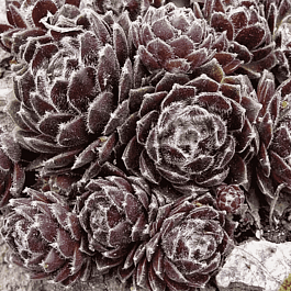 Молодило паутинистое Rubrum