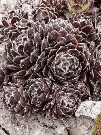 Молодило паутинистое Rubrum