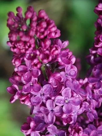 Сирень обыкновенная Индия