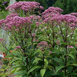 Посконник пятнистый Ризенширм