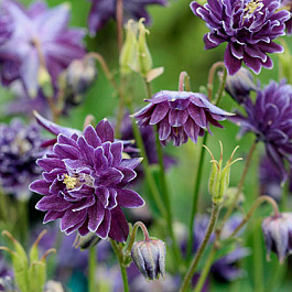 Аквилегия гибридная МакКаны Криста Барлоу