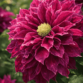 Клематис Hot Love