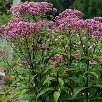 Посконник пятнистый Ризенширм