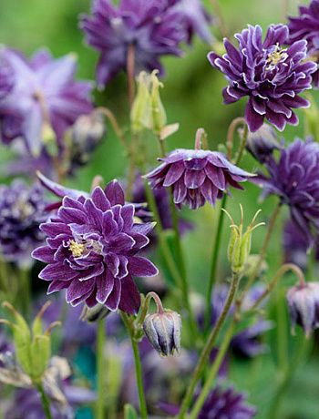 Аквилегия гибридная МакКаны Криста Барлоу