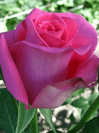 Роза чайно-гибридная Ravel