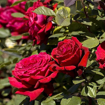 Роза Мейян чайно-гибридная Ботеро