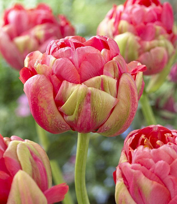 Тюльпан махровый поздний Юник Ринаун