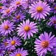 Астра кустарниковая Wood's Purple