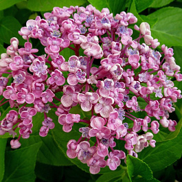 Гортензия крупнолистовая Аиша Гортензия крупнолистовая Аиша