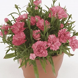 Гвоздика садовая Code Salmon