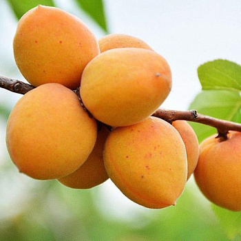 Абрикос обыкновенный Ульянихинский