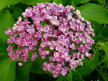 Гортензия крупнолистовая Аиша