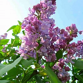 Сирень обыкновенная Анастасия Ширинская