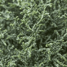 Кипарисовик тупой Lycopodioides