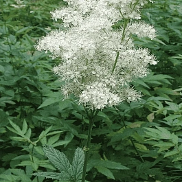 Лабазник вязолистный