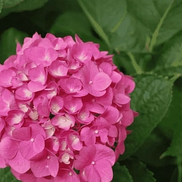 Гортензия макрофила розовая