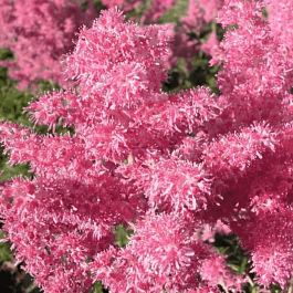 Астильба японская Rheinland