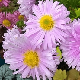 Астра ново-бельгийская Fellowship