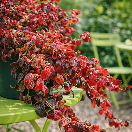 Гортензия длинночерешковая Winter surprise