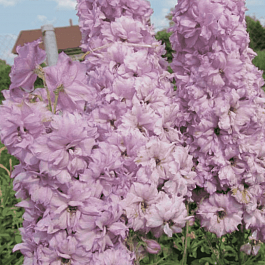 Дельфиниум новозеландский Ocean Pink