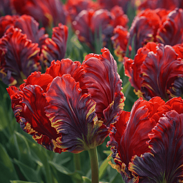 Тюльпан Rococo