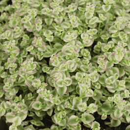 Очиток макиной Little missy