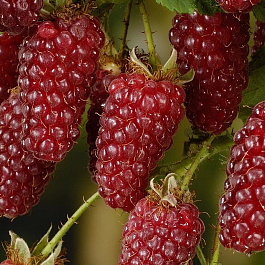 Ежемалина Бакингем Тейберри