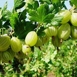 Крыжовник Снежана Крыжовник Снежана