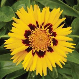 Кореопсис Санфайр