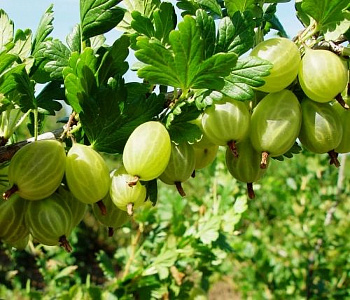 Крыжовник Снежана