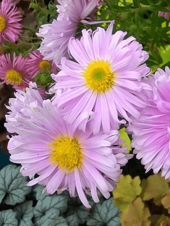 Астра ново-бельгийская Fellowship